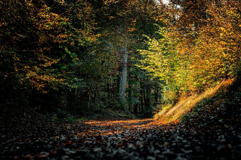 forest trees sunlight