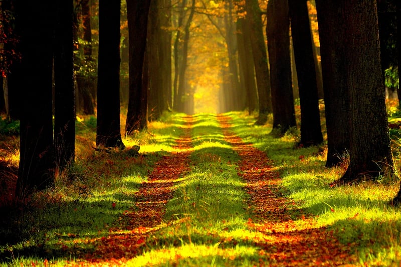 Forest Bathing